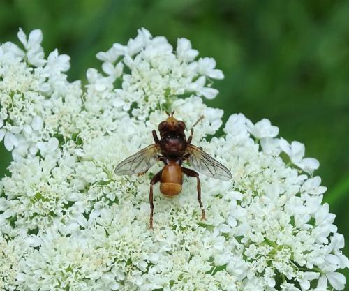 Réf. 323 906 : Sicus sp.